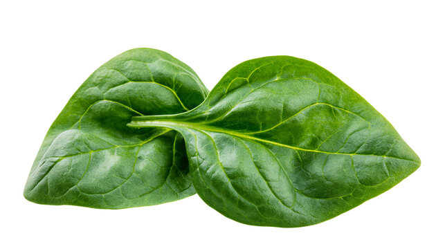 Two fresh green spinach leaves detailed veins, isolated on transparent background