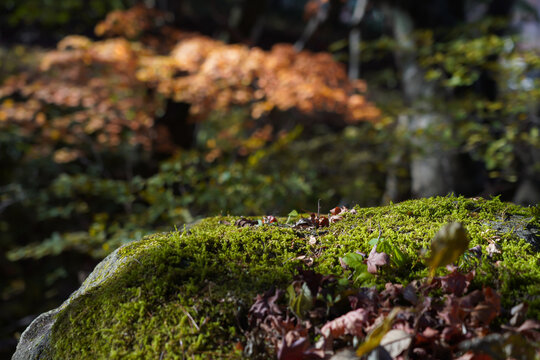陽が差し込む苔むした岩肌と背景に広がる美しい紅葉