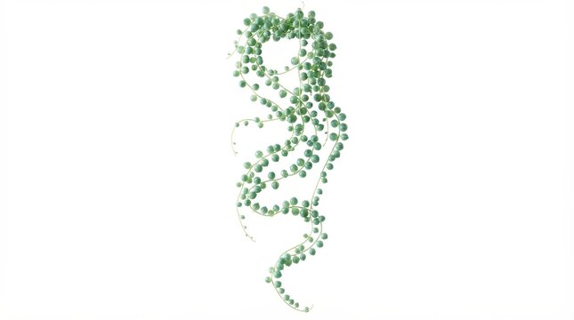 Hanging string of pearls succulent plant, trailing green senecio rowleyanus vines, indoor houseplant isolated on white background