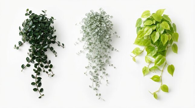 Hanging indoor plants collection, trailing green houseplant set on white background, decorative climbing ivy and foliage vines