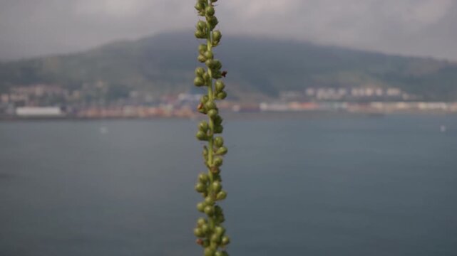Focusing on a growing plant stem with small green pods, featuring a soft focus view of the sea and a distant coastal town