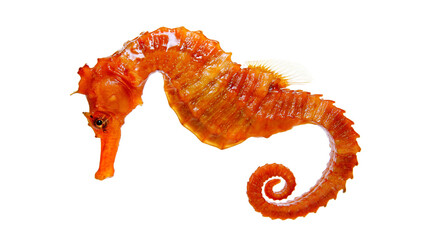 Orange seahorse with curled tail, isolated on transparent background © Marta