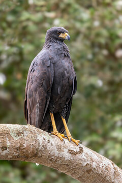 Great Black Hawk - Buteogallus urubitinga, American bird of prey found in forests and woodlands of Americas, Pantanal, Brazil.