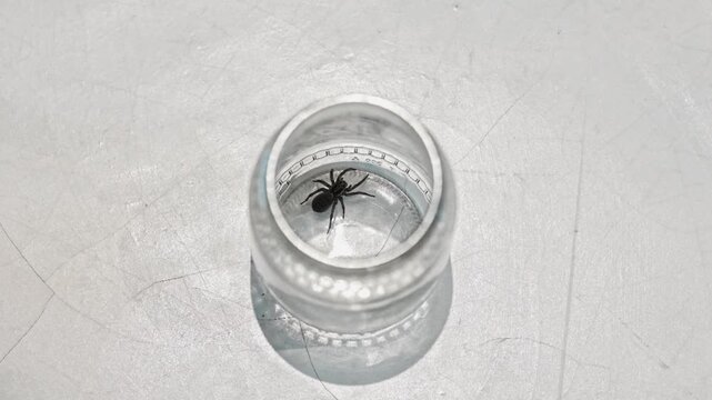 A large spider in a glass jar after being captured in a house and the released outside