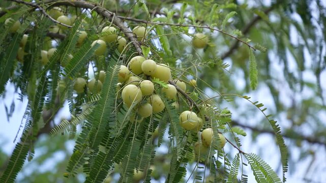 The tree is bearing amlaki (Indian gooseberries).