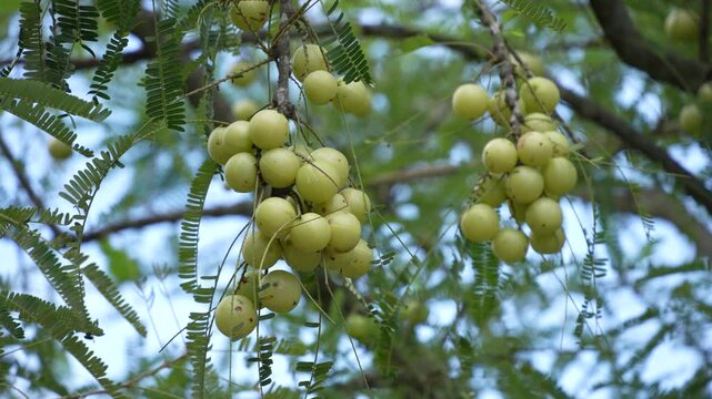 The tree is bearing amla fruit.