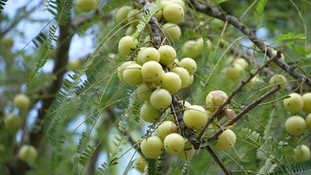 The tree is bearing amlaki (Indian gooseberries).