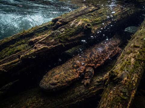 Giant Salamander Submerged Underwater Amidst Mossy Logs and Bubbles in Clear River Water