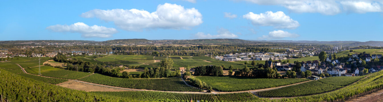 panoramic view to River Rhine valley with vineyards seen from Johannishof in the Rheingau near Eltville,