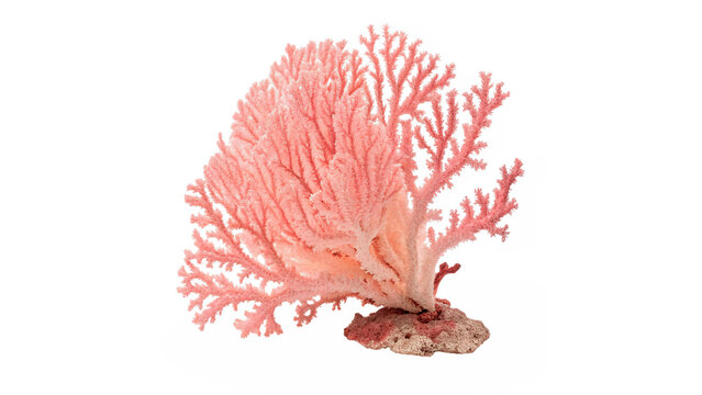 Beautiful pink sea coral branch specimen isolated on a white background maritime decoration