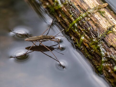Macro View of a Water Strider Gliding on Rippling River Surface Next to Mossy Log