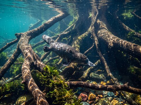 Unique Platypus Swims Underwater Amidst Tangled Roots and Aquatic Flora