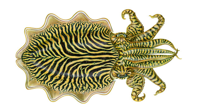 Detailed cuttlefish with zebra stripes, isolated on transparent background