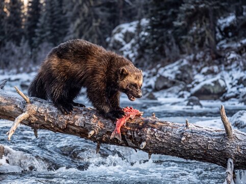 Wolverine Fiercely Devouring Salmon Carcass on Snowy River Log