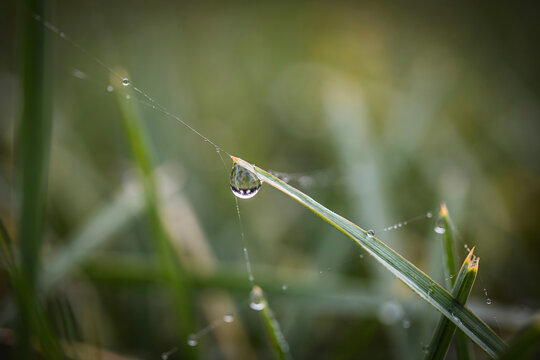 Close-up of a water droplet resting on a spider web attached to a green grass blade with a soft bokeh background, in a morning meadow