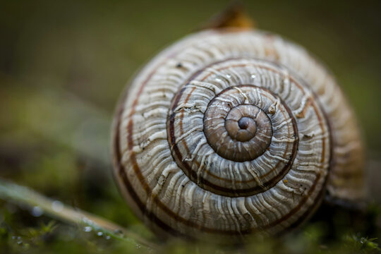 Macro close-up shot of a brown and white striped snail shell resting on green mossy ground in a forest with soft natural lighting and bokeh