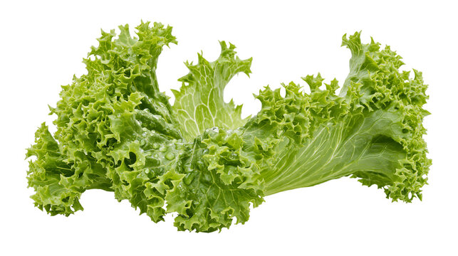 Fresh green curly lettuce leaf with water droplets, isolated on transparent background