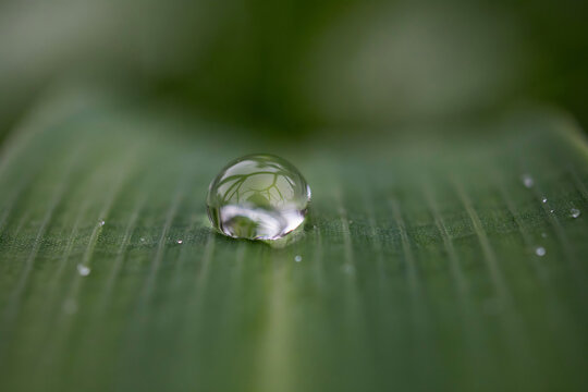 Macro shot of a single water droplet on a textured green leaf with a clear reflection of the environment inside the liquid sphere shape