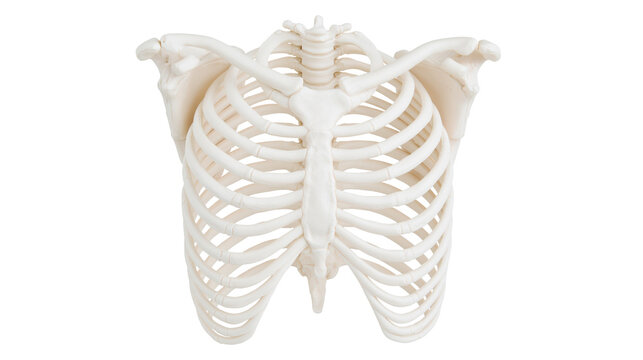 Human rib cage skeleton model, isolated on transparent background