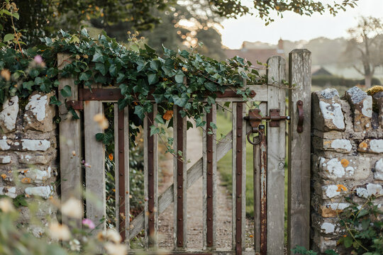 Rustic wooden garden gate with metal latch and hinges covered in green ivy leaves set in a stone wall on a sunny autumn afternoon