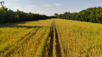 Obraz premium Aerial View of Golden Wheat Field with Tractor Tracks in Piedmont