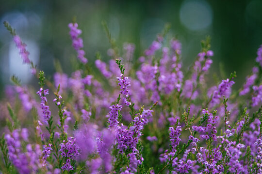 Common heather blooming with vivid purple flowers in late summer woodland