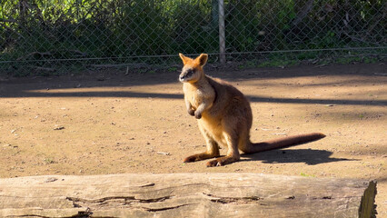 Swamp Wallaby Standing Upright in a Sunny Outdoor Enclosure © blueringmedia