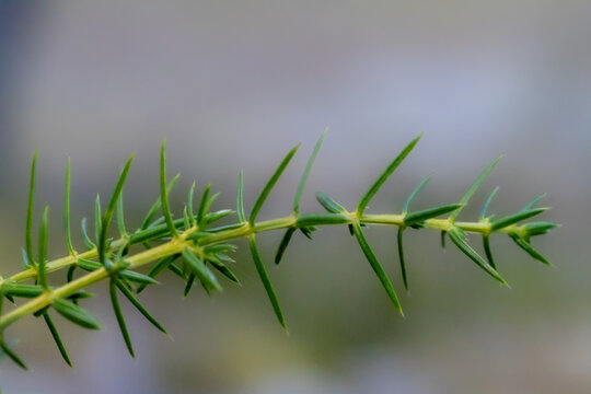 Common juniper branch with sharp green needle leaves in close-up