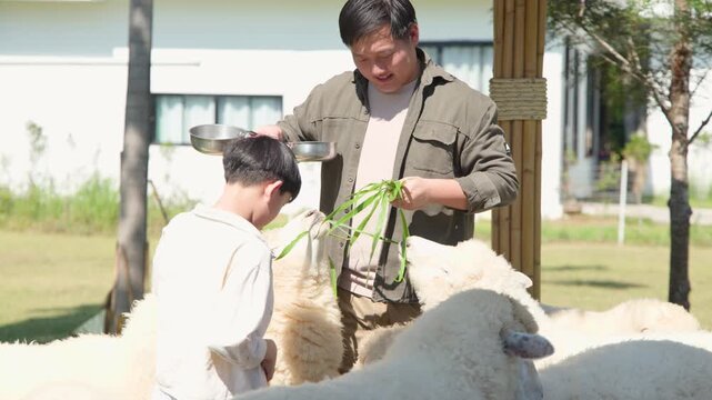 Asian Father and Son Feeding Sheep at Khao Yai Petting Zoo