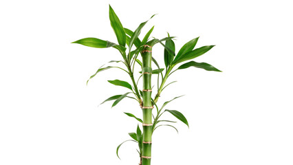 Fototapeta premium Green lucky bamboo plant stems isolated on transparent background for home interior design