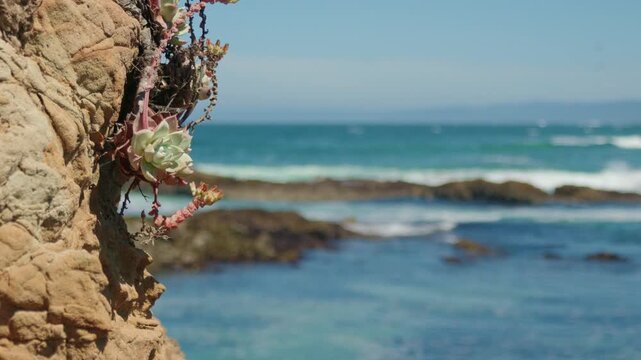 Native succulent grows on a rocky sea bluff in California