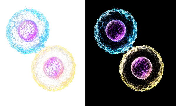 Two colorful biological cells dividing with glowing nuclei during mitosis isolated on transparent background