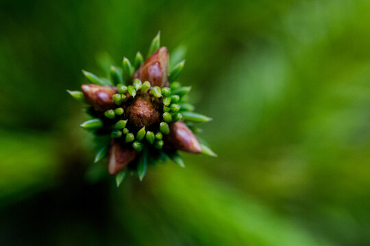 Developing conifer buds with fresh green needle growth in soft-focus macro view