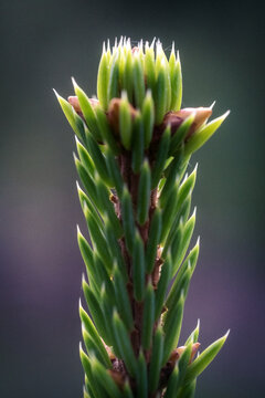 Fresh green conifer shoot with emerging needles and terminal bud in macro close-up