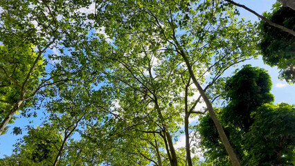 Fototapeta premium Low Angle View of Green Plane Tree Canopy Against Blue Sky
