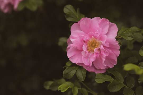 Delicate soft pink wild rose flower blooming in green garden with vintage earthy background, copy space.
