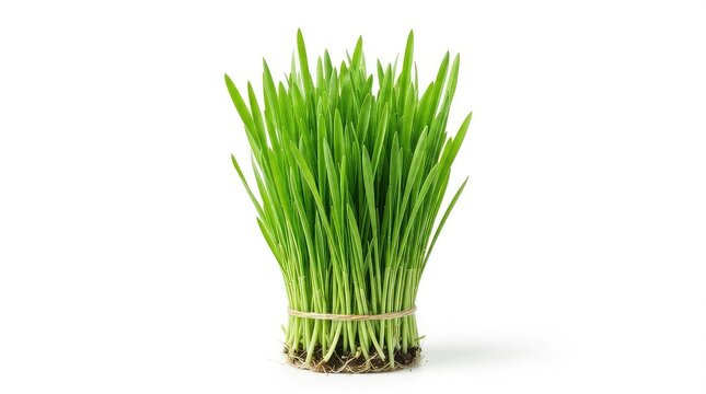 Fresh organic wheatgrass bunch isolated on white background for health and detox products
