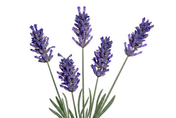 Obraz premium Vibrant Purple Lavender Sprigs with Green Stems