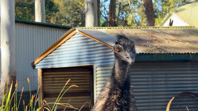 Australian Emu Looking at Camera in Front of Rural Shed