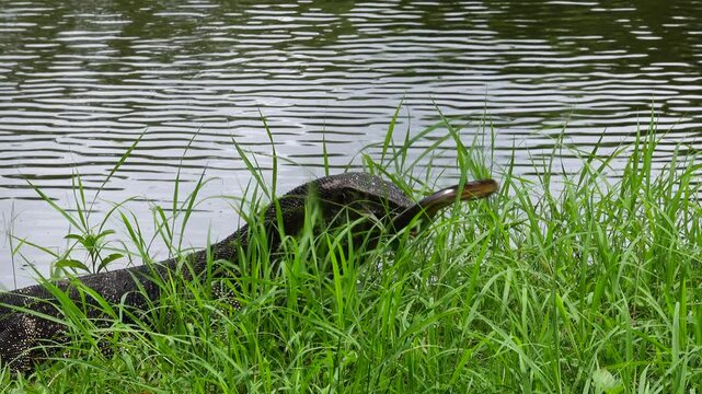 A monitor lizard is feeding; this animal is a distinctive feature of Bangkok&rsquo;s green park and green spaces such as Lumphini Park and Vachirabenjatas Rot Fai Park and is a favorite among visiting.