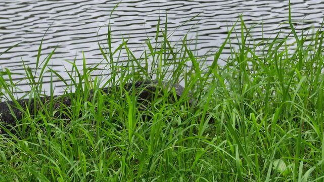 A monitor lizard is feeding; this animal is a distinctive feature of Bangkok&rsquo;s green park and green spaces such as Lumphini Park and Vachirabenjatas Rot Fai Park and is a favorite among visiting.