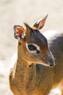 Portrait of a Kirk's dik-dik. Close-up of the animal. Madoqua kirkii.
