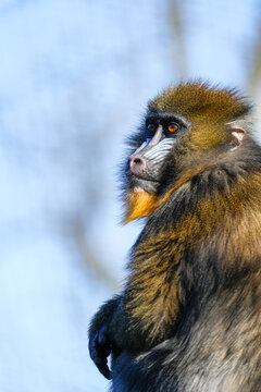 Portrait of a baboon. Close-up of the animal. Papio.
