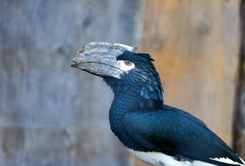 Portrait of a trumpeter hornbill. Close-up of the bird. Bycanistes bucinator.  © Elly Miller