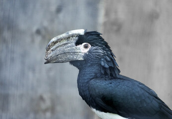 Portrait of a trumpeter hornbill. Close-up of the bird. Bycanistes bucinator.  © Elly Miller