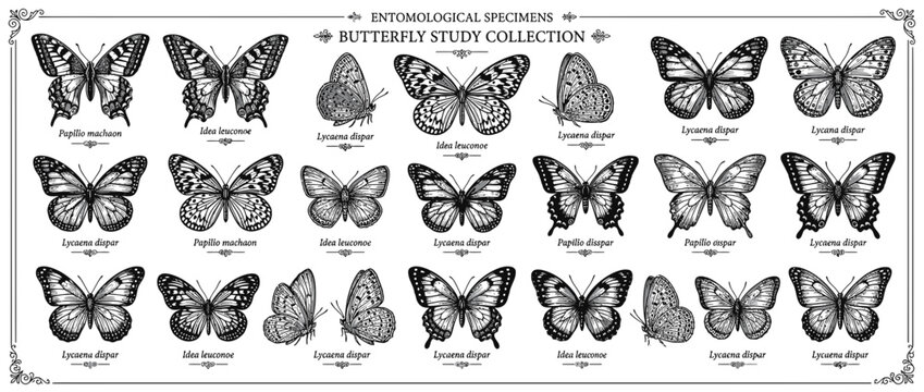 Vintage Butterfly Study Collection Isolated