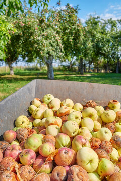 Fallen rotten organic apples collected in an orchard, selective focus.