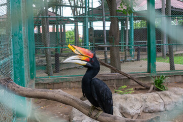 Rhinoceros hornbill (Buceros rhinoceros) with large orange casque perching inside an aviary enclosure © chaiyanunn