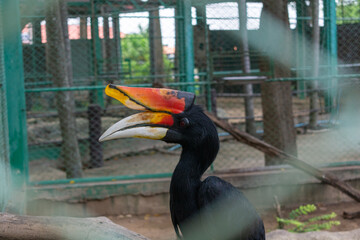 Rhinoceros hornbill (Buceros rhinoceros) with large orange casque perching inside an aviary enclosure © chaiyanunn