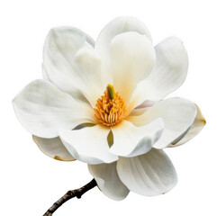 A single beautiful white magnolia flower in full bloom showing soft petals and a yellow center isolated on transparent background © AF LAB